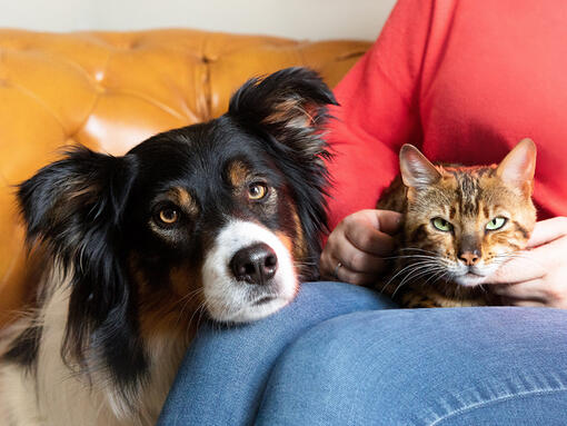 Koer ja kass omaniku süles