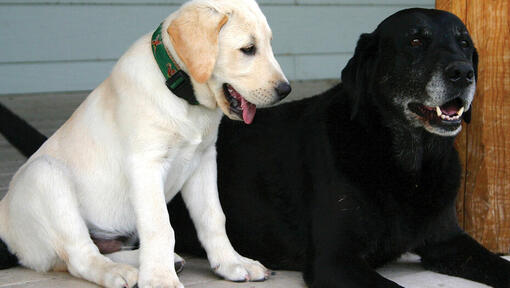 Üks kuldne labradori kutsikas ja üks vanem must labrador lebavad kõrvuti