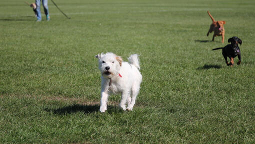 Valge koer jookseb pargis koos teiste koertega haukudes