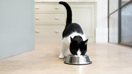 must-valge kass sööb toidukaussist