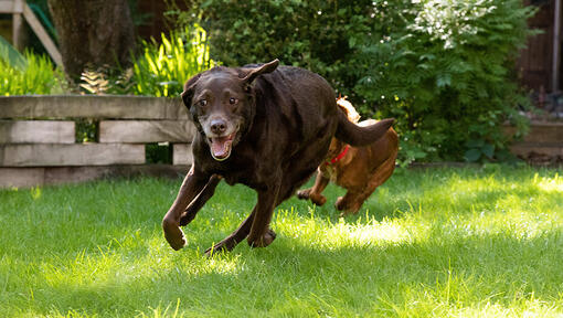 kaks koera võistlevad aias